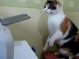 Кошка против принтера, смешное видео. 