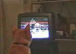 Кот любит бокс, прикольное видео.
