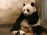 Чихающая панда. Смешное видео.