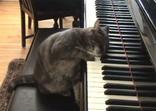 Кошка проникновенно играет на пианино, сама. Интересный видео ролик.