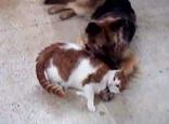 Кошка и собака любят друг друга. Позитивное видео.